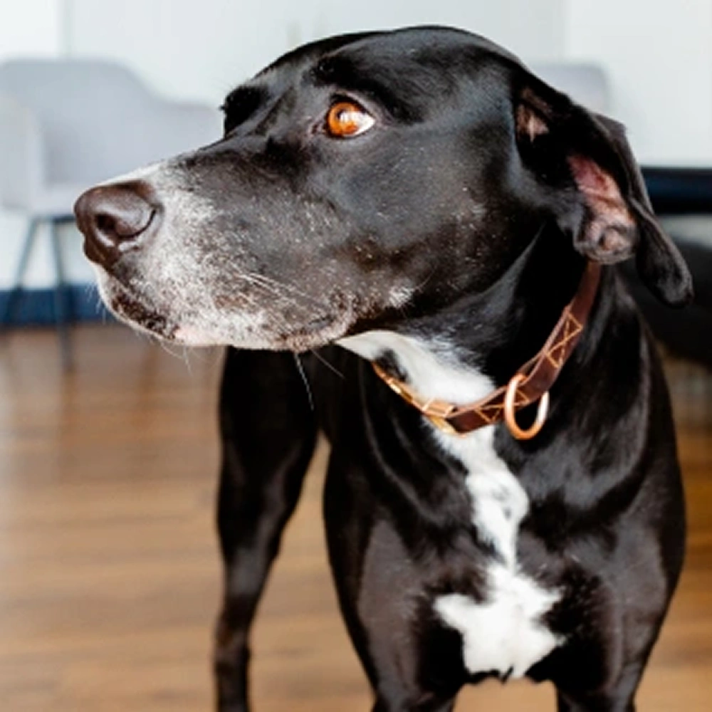 Lido - Chief Morale Officer